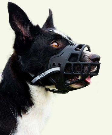 Bozal para perros antimordida antilamido para comida/bebida desordenada negro